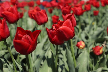 Red tulips in the middle of the tulip of your field. Amazing red tulip flowers blooming in a tulip field, against the background of blurry tulip flowers in the sunset light.