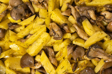 delicious cooked fried shitake mushrooms in a frying pan. Fried oyster mushrooms with potatoes in a frying pan