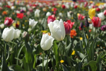 White tulips in the middle of the tulip of your field. Amazing white tulip flowers blooming in a tulip field, against the background of blurry tulip flowers in the sunset light.