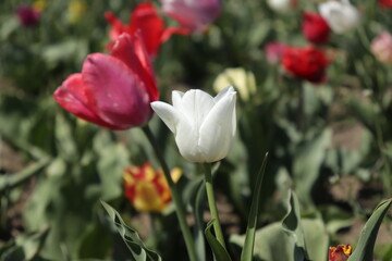 White tulips in the middle of the tulip of your field. Amazing white tulip flowers blooming in a tulip field, against the background of blurry tulip flowers in the sunset light.