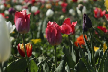 Red tulips in the middle of the tulip of your field. Amazing red tulip flowers blooming in a tulip field, against the background of blurry tulip flowers in the sunset light.