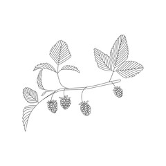 Vector line hand drawn flat illustration of forest raspberries branch with leaves and berries. Isolated on white background.