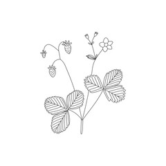 Vector hand drawn line illustration of forest strawberry branch with leaves, flowers and berries. Isolated on white background.