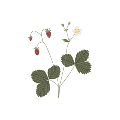 Vector color hand drawn flat illustration of forest strawberry branch with leaves, flowers and berries. Isolated on white background.