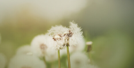 White fluffy dandelion flowers grow in the field among the grass and morning mist in summer. Nature.