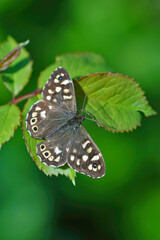 Closeup of a fresh emerged  brown speckled wood butterfly , Pararge aegeria, in the garden