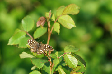 Closeup of a fresh emerged  brown speckled wood butterfly , Pararge aegeria, in the garden