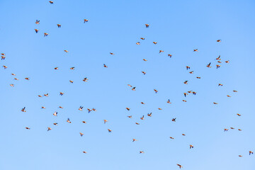flock of high speed racing pigeons flies against a clear blue sky. selective focus