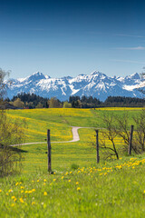 Germany, Bavaria, Allgäu, Friesenried, spring meadow against snowy alps mountains
