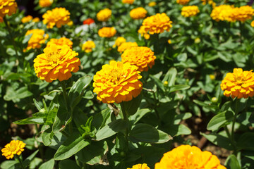 Flower, orange buds, many flowers grow in the garden
