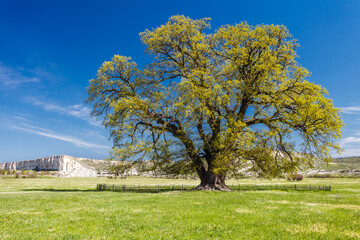 Oak lone grows in field on clear day. In background is a rock.