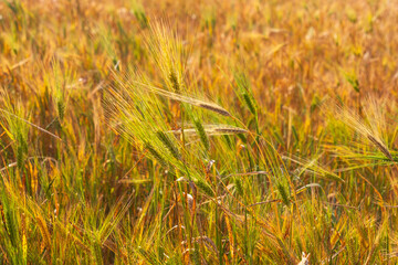 Harvesting. Ripe wheat fields with flowers close-up