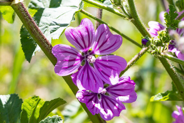 Malva sylvestris is a species of the mallow genus Malva in the family of Malvaceae. Known as common...