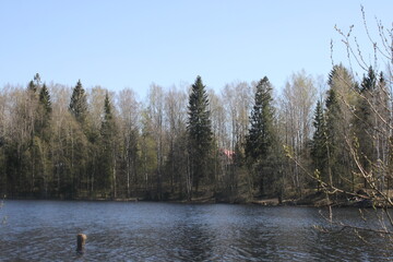 Obraz premium lake in the forest