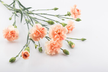 Beautiful fresh blooming orange color tender carnations isolated.