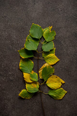 Autumn fallen leaves on concrete background, autumn background