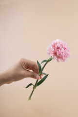 female holds one carnation in her hand on a yellow background.