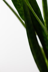 Obraz premium indoor green flower leaves on white background