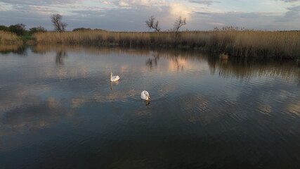 Naklejka premium Swans in Lake