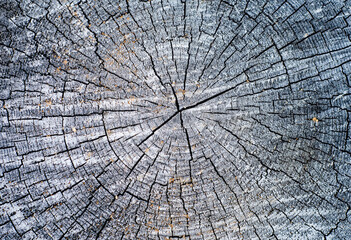 An old, felled tree, darkened by time. Wood texture with cracks
