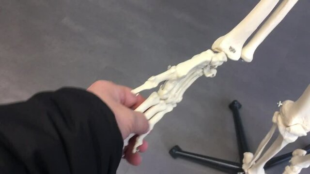 Person doing a handshake with a bone model hand