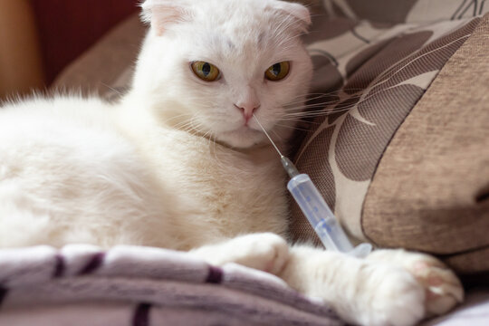 A surprised white cat holds a medical syringe in its paws and sniffs a needle with a drug. Vaccination and self-medication