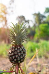Pineapple plantation tropical fruit growing in garden.