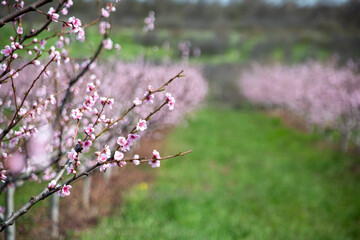 Blooming peach orchard. 