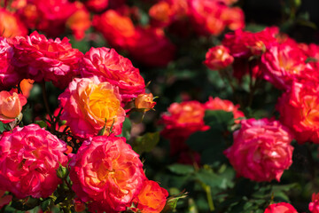 満開のバラの花
