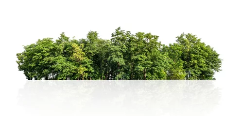 Wandaufkleber tree line isolate on white background © lovelyday12