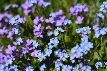 Fototapeta premium blue and purple flowers in meadow background