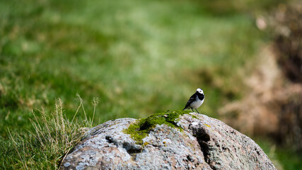Pied wagtail standing on a rock showing off his plumage