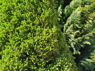 Canadian spruce Picea glauca Conica. Close up