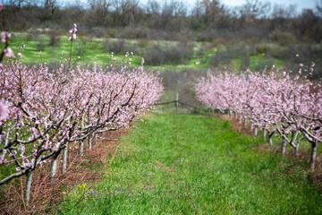 Blooming peach orchard. 
