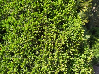 Obraz premium Canadian spruce Picea glauca Conica. Close up