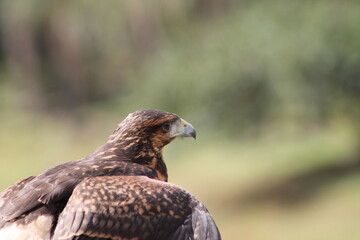 red tailed hawk buteo