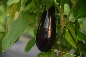 Ripe eggplant in the garden. Fresh organic eggplant. Purple eggplant grows in the soil. Eggplant culture grows in the greenhouse. Ripe purple aubergine. Growing vegetables in the greenhouse in Algeria