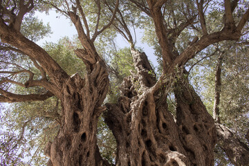 View of 1800 years old Aegean olive tree in Sigacik / Seferihisar district in Izmir Province of...