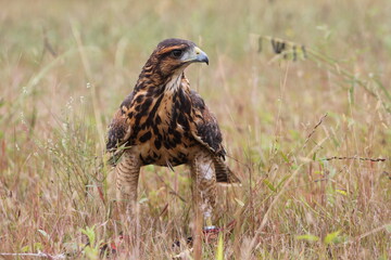 red tailed hawk in the wild