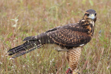 red tailed hawk buteo