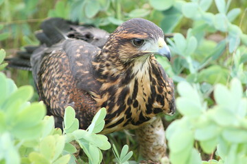 red tailed hawk buteo