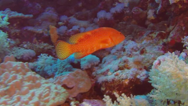 Moontail bullseye Squirrel fish Priacanthus hamrur clouse-up view, in the Red Sea, Egypt. Snorkeling with the tropical fish on coral reef. Scuba diving adventure in the deep ocean with marine wildlife