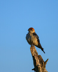 Lesser Striped Swallow basking in the sun
