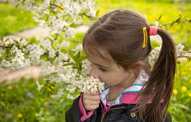 Close-up of a little girl sniffing a blossoming tree branch.