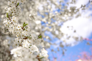 Obraz na płótnie Canvas Branches of a blossoming spring tree against the sky.