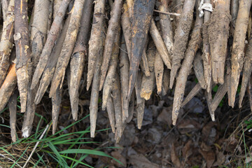 Wooden poles for the garden used in plantations as a support