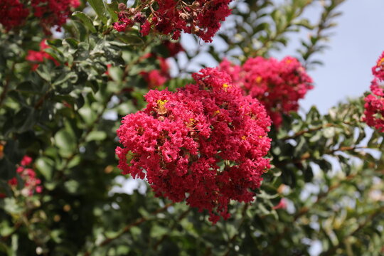 Lagerstroemia Commonly Known As Crape Myrtle Also Spelled Crepe Myrtle Tree With Red Flowers