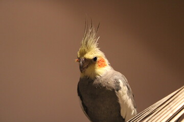 parrot