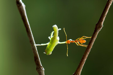 Red ant prey