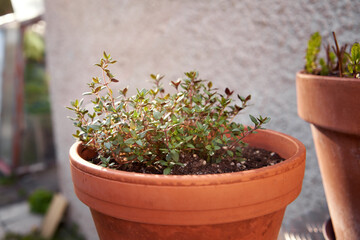 Fresh thyme growing in a flowerpot in a garden outdoors, in spring